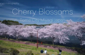 Cherry Blossoms in Byodonuma Pond Fureai Park | Yoneyama, Miyagi Japan