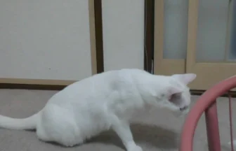 Funny cat video Surprised big jump in a plastic bag