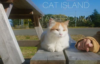 JAPAN'S CAT ISLAND TASHIROJIMA | Ishinomaki, Miyagi Japan
