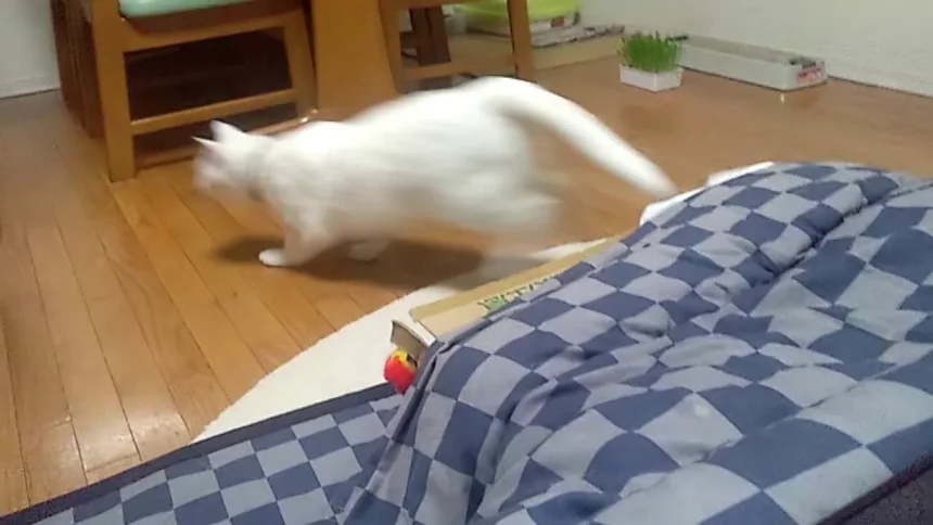 Funny Animal Videos-white cat missile launch from Kotatsu(Japan's Hot Table)