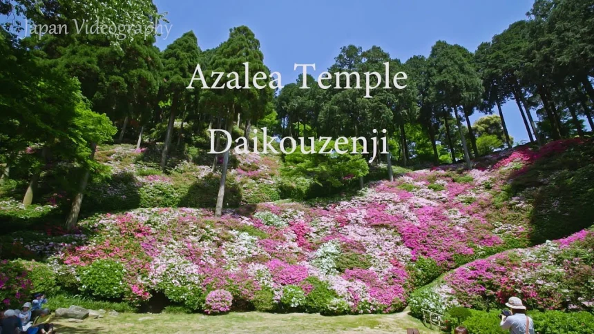Azalea Temple Daikouzenji Chigiri-en | Kiyama, Saga Japan
