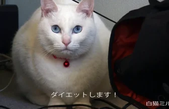 White Fat & Cute Cat