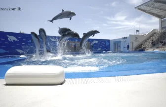 Sendai Umi no Mori Aquarium Dolphin Show | Miyagi Japan
