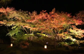 Beautiful Autumn Leaves at Entsuuin Temple | Matsushima, Miyagi Japan