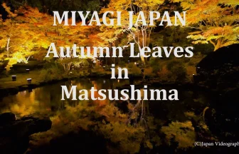 Entsuuin Garden Autumn Leaves Light Up | Matsushima, Miyagi japan