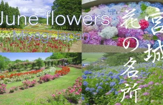 Miyagi's scenery June flower spots, Hydrangea Rose Iris lily | Miyagi Japan