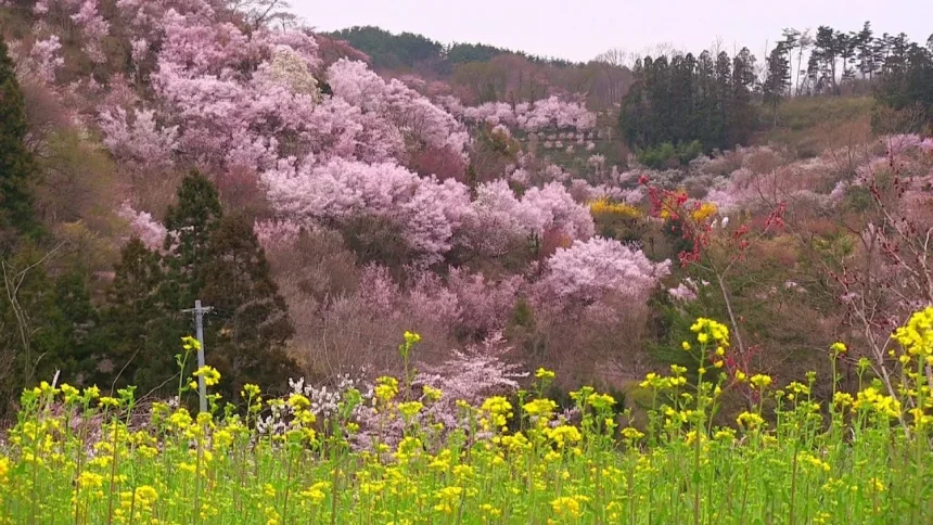 Superb view of fantastic flowers, Hanamiyama Park | Fukushima, Fukushima Japan