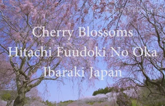 Cherry Blossoms Viewing Spots, Hitachi Fudoki no Oka | Ishioka, Ibaraki Japan