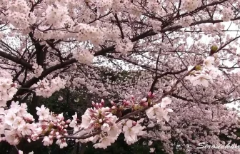 Cherry Blossoms bloom in Shinjuku-Gyoen | Shinjuku, Tokyo Japan