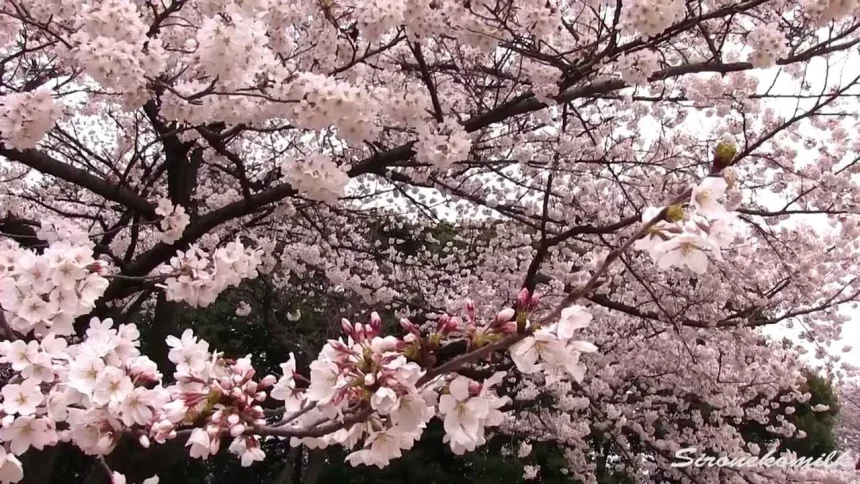 Cherry Blossoms bloom in Shinjuku-Gyoen | Shinjuku, Tokyo Japan