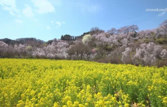 Beautiful Flower's Scenery of Hanamiyama Park | Fukushima, Fukushima Japan
