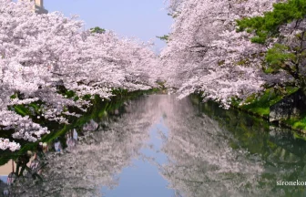 Day & Night Beautiful Cherry blossoms in Hirosaki Park | Hirosaki, Aomori Japan