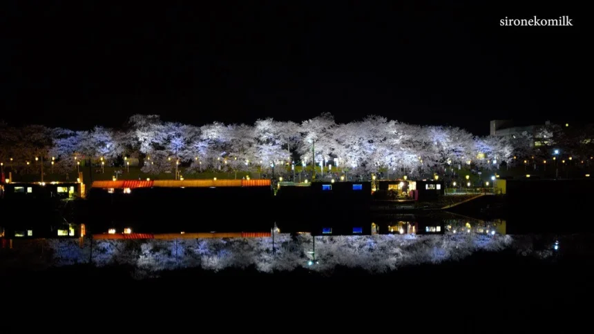 Shiroishi River Cherry Blossom & Light Up in the Night | Ogawara, Miyagi Japan