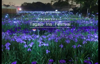 Tagajō Iris Flower Festival & Light Up | Tagajo, Miyagi Japan