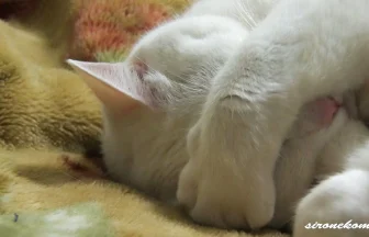 Sleeping Cute Cat, Cover one's face with one's hands
