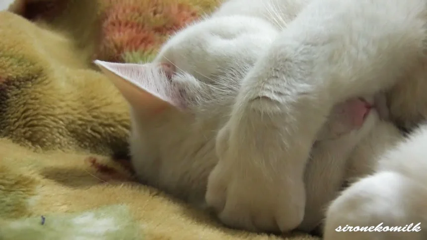 Sleeping Cute Cat, Cover one's face with one's hands