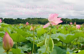 Izunuma Lotus Flower Festival seen from a pleasure boat | Tome, Miyagi japan