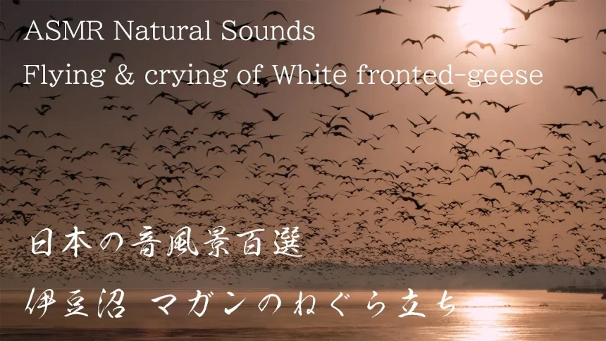 White-fronted geese of fly all at once in Izunuma pond | Tome, Miyagi Japan