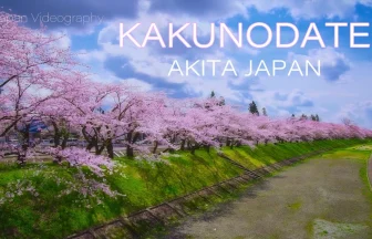 Cherry Blossoms in Kakunodate Samurai Residence | Semboku, Akita Japan