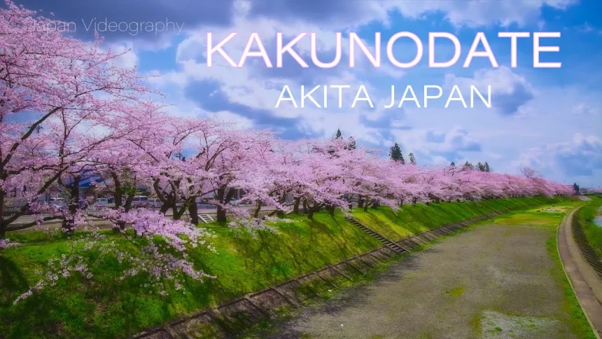 Cherry Blossoms in Kakunodate Samurai Residence | Semboku, Akita Japan