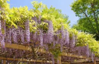 Kanahebisui Shrine Wisteria & Peony Flowers Bloom | Iwanuma, Miyagi Japan