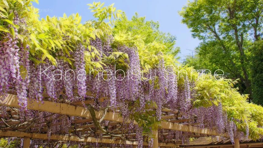 Kanahebisui Shrine Wisteria & Peony Flowers Bloom | Iwanuma, Miyagi Japan