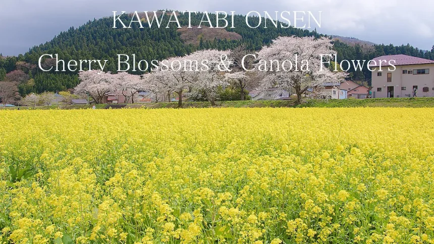 Naruko Kawatabi Onsen Canola Flowers & Cherry Blossoms in Miyagi Japan