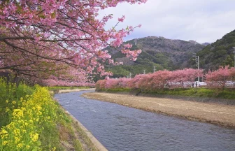 Izu Kawazu Sakura(Kawazu Cherry Blossoms) Festival | Kawazu, Shizuoka Japan