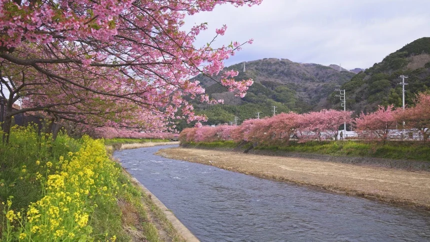 Izu Kawazu Sakura(Kawazu Cherry Blossoms) Festival | Kawazu, Shizuoka Japan