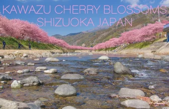 KAWAZU SAKURA 2022 Early Bloom Cherry Blossoms in Shizuoka Japan