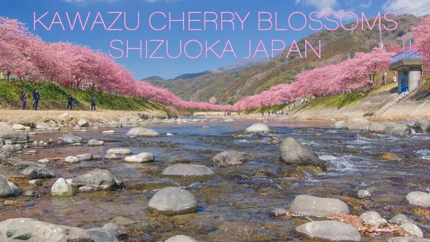 KAWAZU SAKURA 2022 Early Bloom Cherry Blossoms in Shizuoka Japan