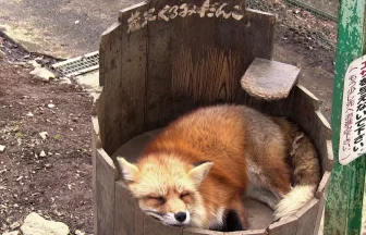 Cute Animal Park・Kitsune mura | Fox Village in Zao | Shiroishi, Miyagi Japan