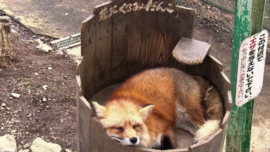 Cute Animal Park・Kitsune mura | Fox Village in Zao | Shiroishi, Miyagi Japan