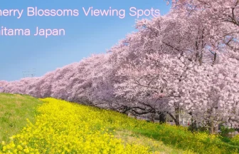 Motoara River Cherry Blossom Trees & Kumagaya Sakura Tsuzumi | Saitama Japan