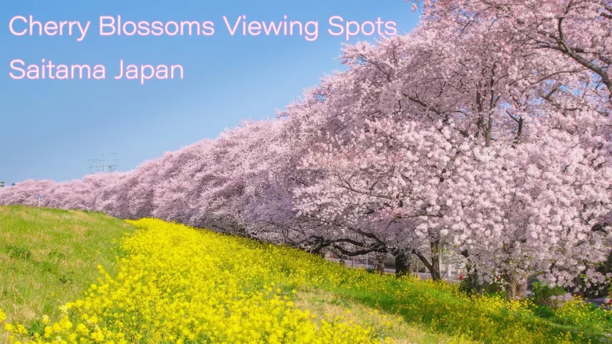 Motoara River Cherry Blossom Trees & Kumagaya Sakura Tsuzumi | Saitama Japan