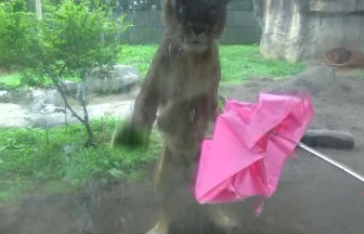 Funny Animal Videos Cat like lion playing with an umbrella.