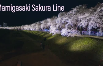 Mamigasaki Sakura Line With Night Cherry Blossoms | Yamagata Japan