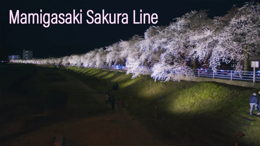 Mamigasaki Sakura Line With Night Cherry Blossoms | Yamagata Japan