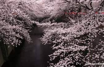 cherry blossom trees on the Meguro River | Meguro, Tokyo Japan