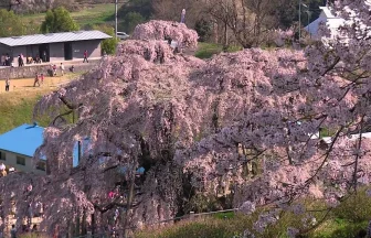 Miharu Takizakura, 1000 Years old famous Red weeping cherry Bolossoms | Miharu, fukushima Japan