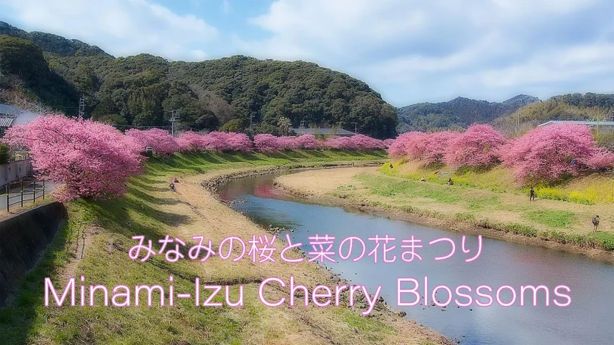 Minami-Izu Cherry Blossoms & Canola Blossoms 2022 | Minami-izu,Shizuoka Japan