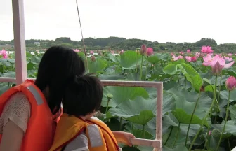 Naganuma Pond Lotus blossoms festival | Tome, Miyagi Japan