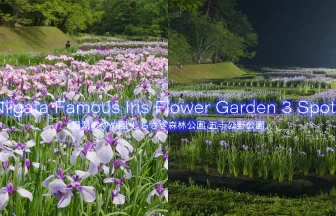 Niigata Japan Best 3 Beautiful Iris Flower Gaden