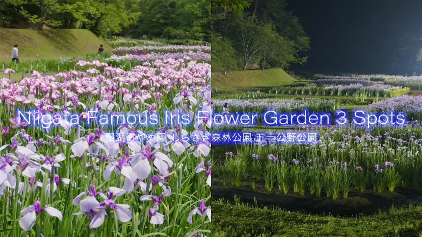 Niigata Japan Best 3 Beautiful Iris Flower Gaden