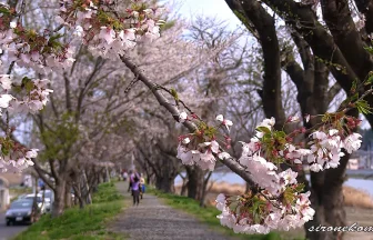Last Cherry Blossoms Blooming at Okawa River | Kesennuma, Miyagi Japan