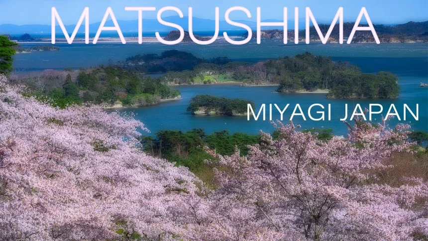 Cherry Blossoms in Saigyomodoshi no Matsu Park | Matsushima, Miyagi Japan