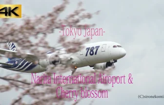 Cherry Blossoms & Plane spotting at Tokyo Narita International Airport | Narita, Chiba Japan