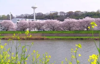 Beautiful Cherry Blossoms in Sakuragawa River | Tsuchiura, Ibaraki Japan