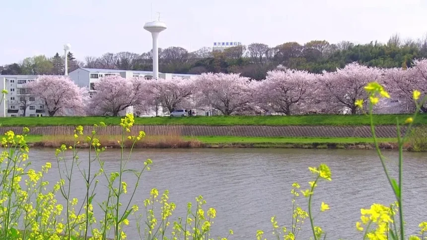 Beautiful Cherry Blossoms in Sakuragawa River | Tsuchiura, Ibaraki Japan