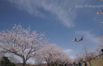 Cherry Blossoms & Plane Spotting at Narita International Airport | Narita, Chiba Japan